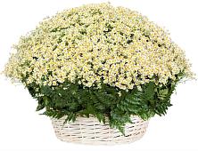 Цветочная композиция из Ромашки в корзине #REPLACE_PRED# Комсомольском Республики Мордовия